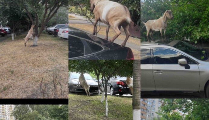 У Києві просять заборонити випасати кіз на прибудинковій території