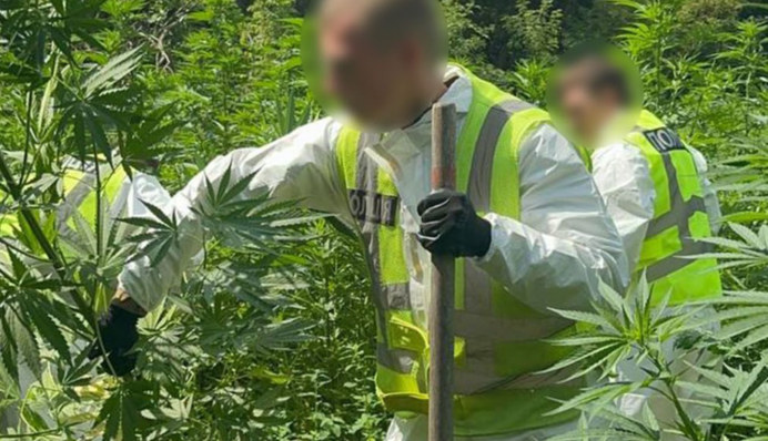 Заробляли 2,4 млн грн щомісяця на коноплі: на Черкащині 5 чоловіків відправили в СІЗО