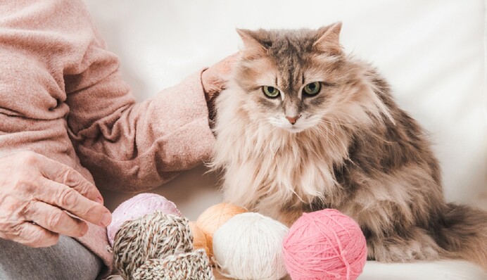 Вчені виявили у котів зміни мозку, подібні до хвороби Альцгеймера у людей