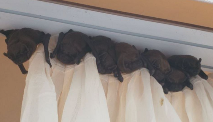 Сезонна міграція кажанів триває – киянам радять зачиняти вікна