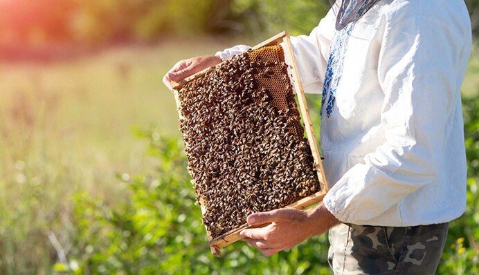 День пасечника в Украине: как красиво поздравить людей «сладкой» профессии