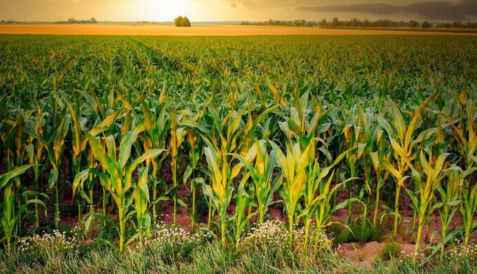 В Польше на поле упал неизвестный объект, который затем взорвался