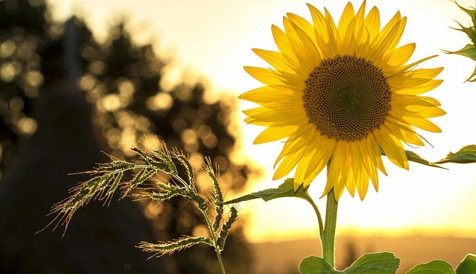 Яку погоду чекати на День Незалежності: синоптик дав прогноз на вихідні