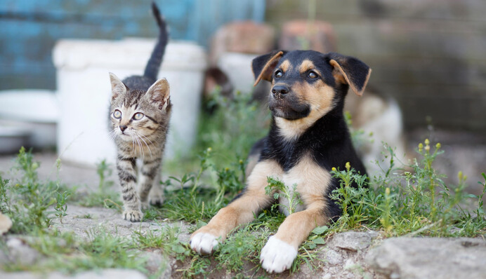 КГГА обнародовала открытые данные о беспризорных животных и зонах для выгула в Киеве