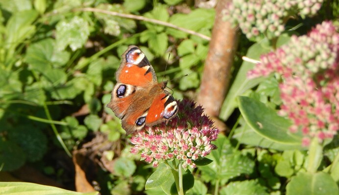 Літо продовжиться, але не без сюрпризів: якими будуть перші вихідні осені