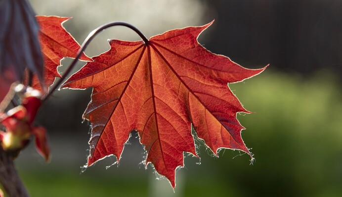Температура впаде до +8°С: в Україну йде похолодання з дощами і грозами