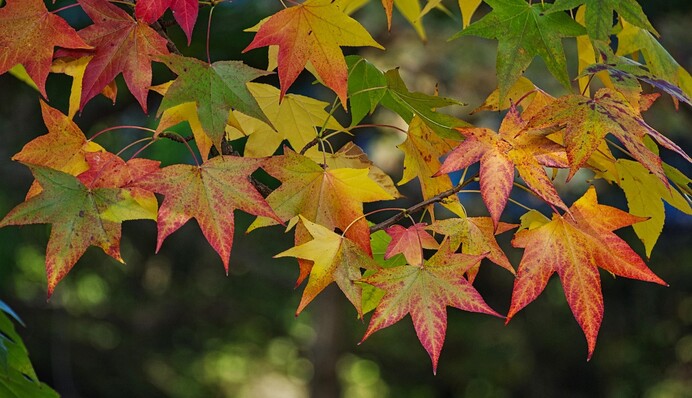 Погоду визначатиме антициклон: синоптик розповів, якими будуть вихідні