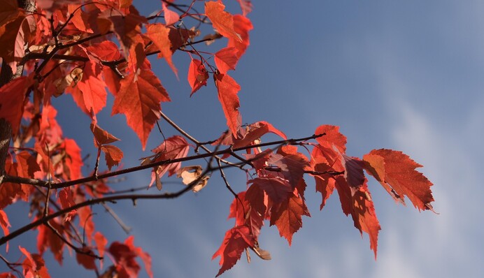 Осінь вступає в права: яким буде третій тиждень вересня