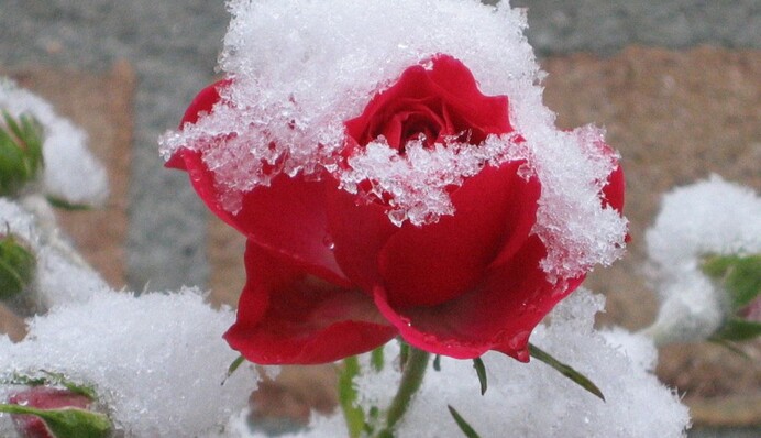 Дощ перейде у сніг: в Україну йде різке похолодання