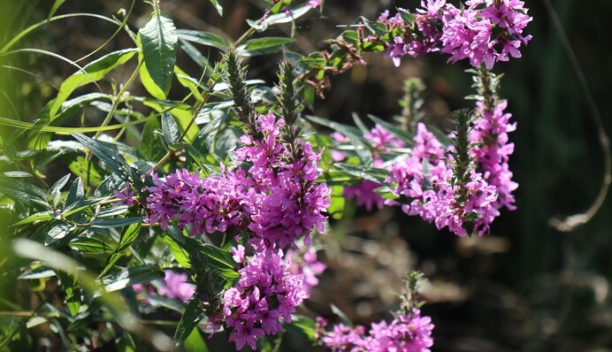 Лето возвращается: свежий прогноз погоды на выходные