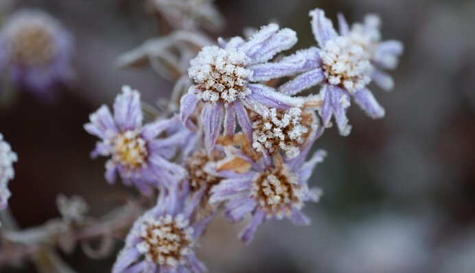Ударят заморозки: синоптики предупредили, где будет до -3 градусов