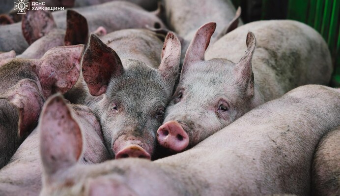 На Харківщині через атаку БпЛА загинуло майже 13 тисяч свиней