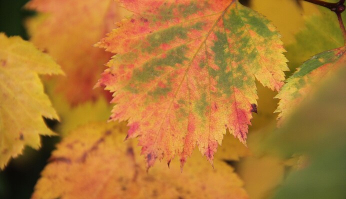 Дожди не прекратятся, температура упадет еще ниже: прогноз синоптика на выходные