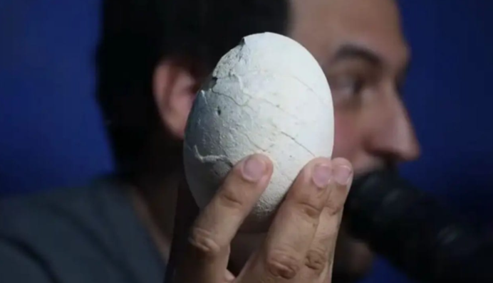 Ідеально збережене яйце динозавра виявили під час прямої трансляції