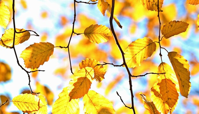 В Украину идет волна потепления: свежий прогноз на неделю