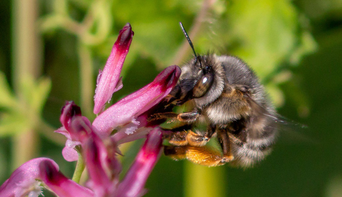 Все більше видів бджіл у Європі опиняються під загрозою зникнення