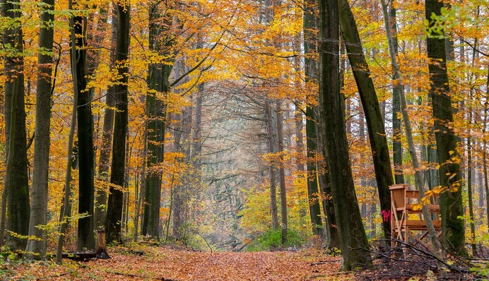 Дощів поменшає і вдарять заморозки: в Укргідрометцентрі розповіли, якої погоди чекати