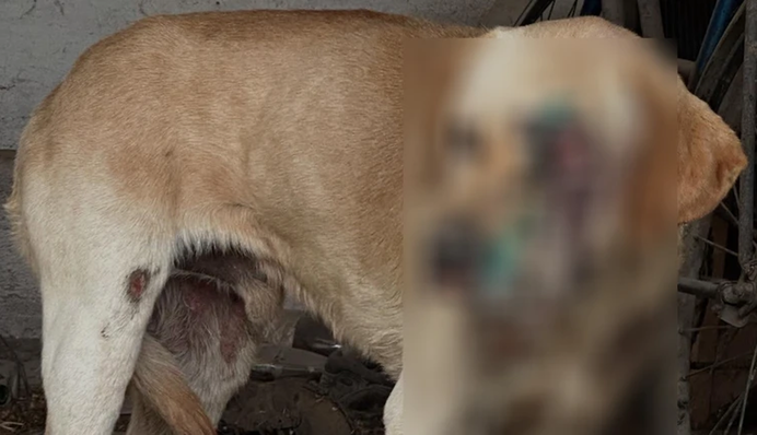 Нетверезий мешканець Закарпаття прив’язав собаку до мототрактора і їхав дорогою