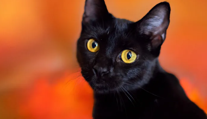 В Испании на Хэллоуин запретили усыновлять черных кошек во избежание жестокого обращения
