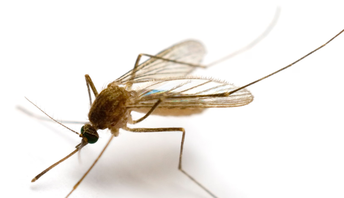 В Исландии впервые появились комары — вероятно из-за глобального потепления