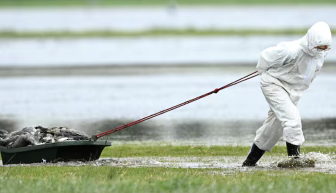 У десяти країнах Європи зафіксували спалах пташиного грипу