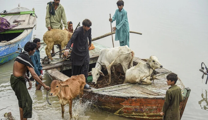 Фермери з Пакистану подали претензії до німецьких компаній через екологічне забруднення