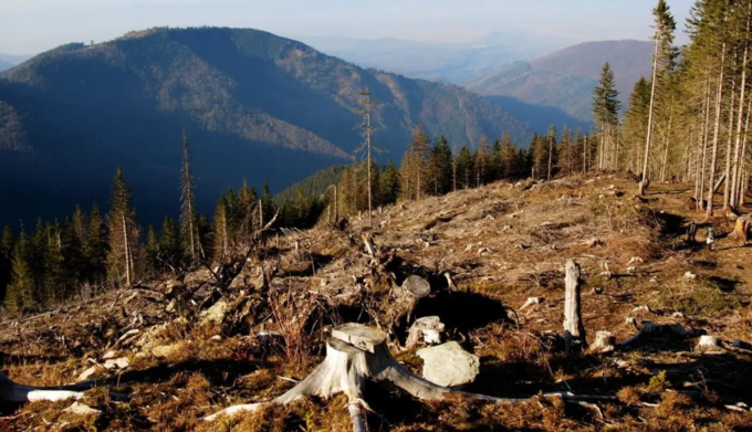Убытки на 7 млн ​​грн: экс-глава лесхоза на Днепропетровщине предстанет перед судом
