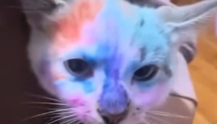 В сети распространили видео, как ребенок разрисовывает кота фломастерами: полиция проводит проверку