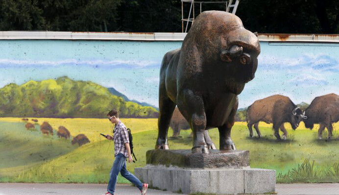 Стае нужен новый вожак