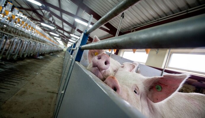 Украинская свинина дефициту не товарищ