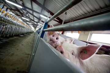 Украинская свинина дефициту не товарищ