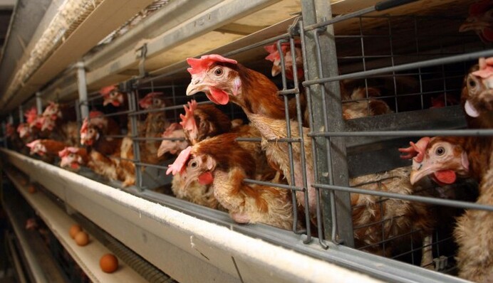 Агрохолдинги растут за счет заемных средств