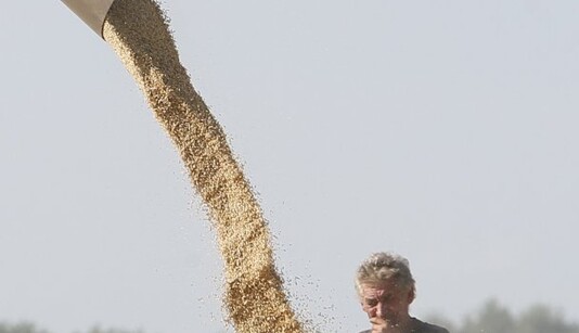 Россия не дает зерну прорасти