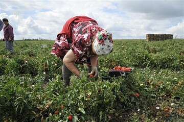 У аграриев могут забрать льготы: что будет с отраслью