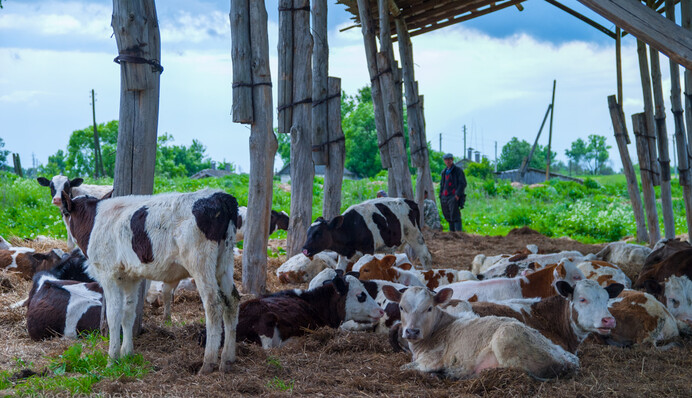 Почему цены на молоко в Украине могут снизиться