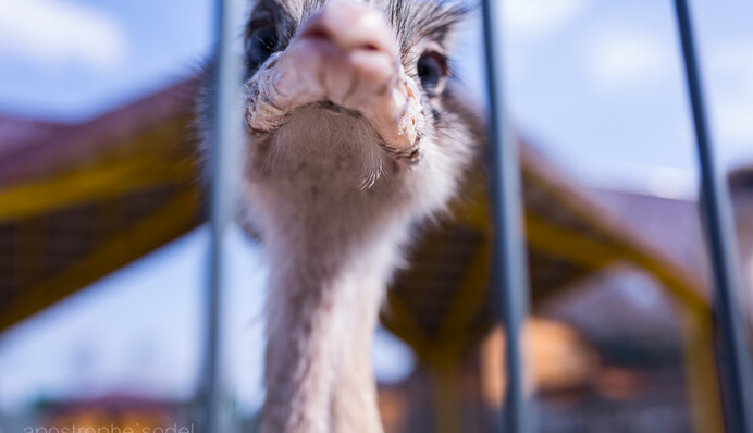 Готовится вернуться от Путина к страусам: соцсети высмеяли интервью Януковича