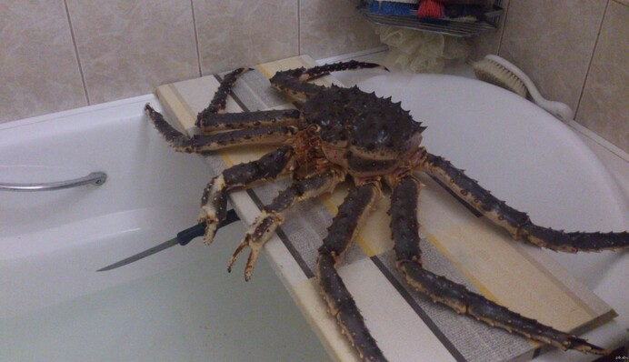 Сети в восторге от видео с попыткой побега из ресторана вооруженного ножом краба