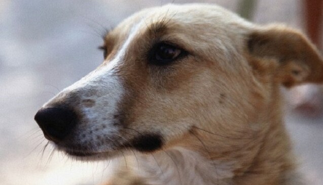 Появился трогательный видеосюжет о путешествиях по ЕС львовской дворняги