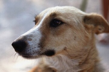 Появился трогательный видеосюжет о путешествиях по ЕС львовской дворняги