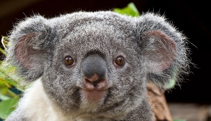 Любвеобильный детеныш коалы покорил сети: опубликовано видео