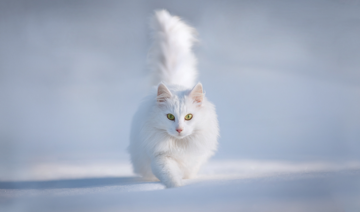 В сети определили самого красивого в мире кота: опубликовано фото