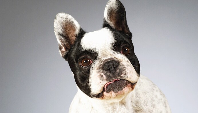 Соцсети взорвало видео с поющей собакой