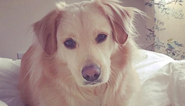 Соцсети взорвало видео встречи собаки с хозяйкой после долгой разлуки