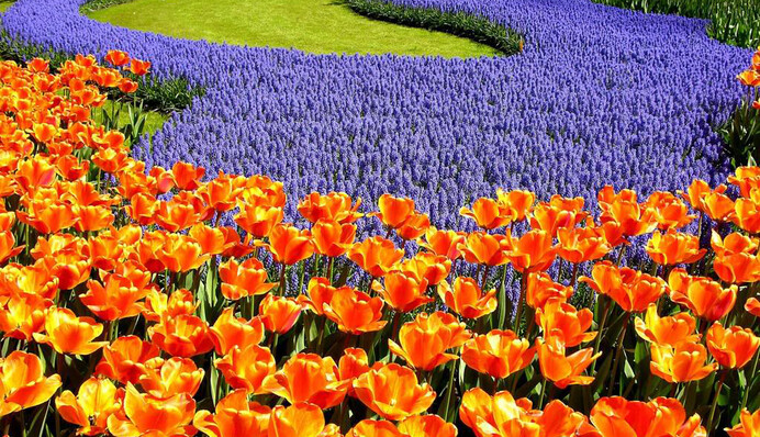 В сети появилось впечатляющее видео масштабной выставки цветов в Киеве