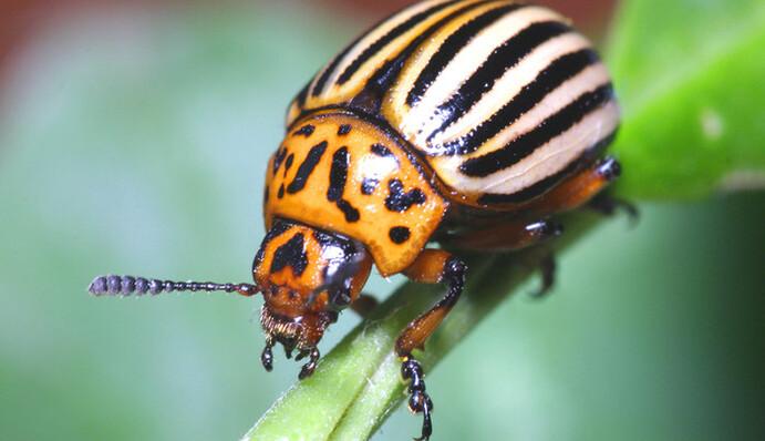 Российский журналист позабавил сети встречей с колорадским жуком в Киеве