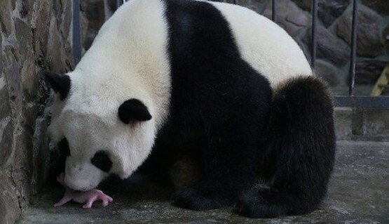 Появились фото первой родившейся в 2016 году панды