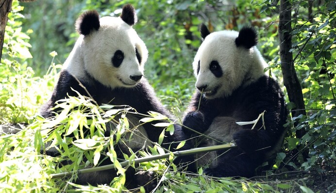 Упрямые животные рассмешили зрителей