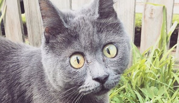 В сети определился новый кот-звезда: опубликованы фото