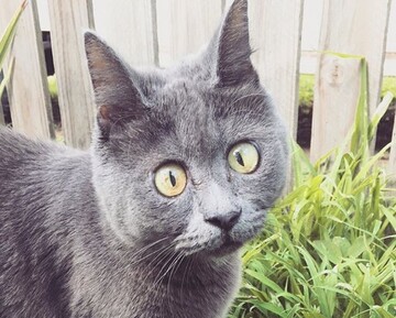 В сети определился новый кот-звезда: опубликованы фото