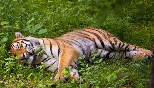 Появилось романтичное видео с прославившимся в России тигром